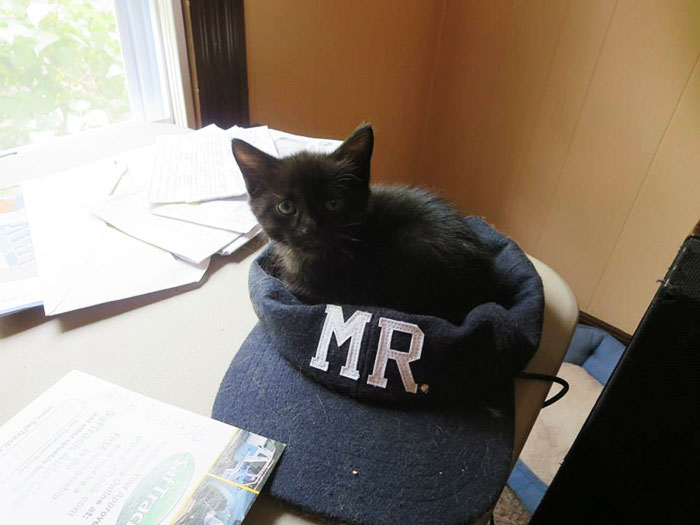 I Turned My Spare Bedroom Into A Foster Room For 24 Cats I Turned My Spare Bedroom Into A Foster Room For 24 Cats