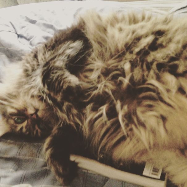 Fluffy Maine C**n cat lying on bed, showcasing its thick fur and gentle, soft character.