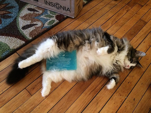 Theoden Cat Is Too Fluffy For Hot Weather.