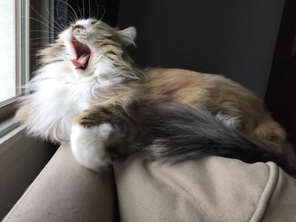Razzy Having A Big Yawn