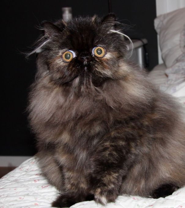 I Am Fuzz , A Persian Girl At 4 Months !