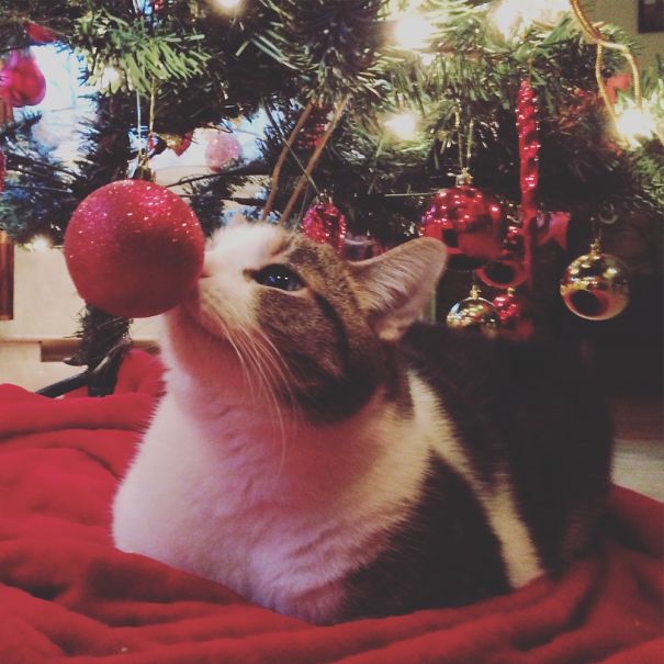 Cat playing with a red Christmas ornament under a tree, surrounded by lights and decorations.