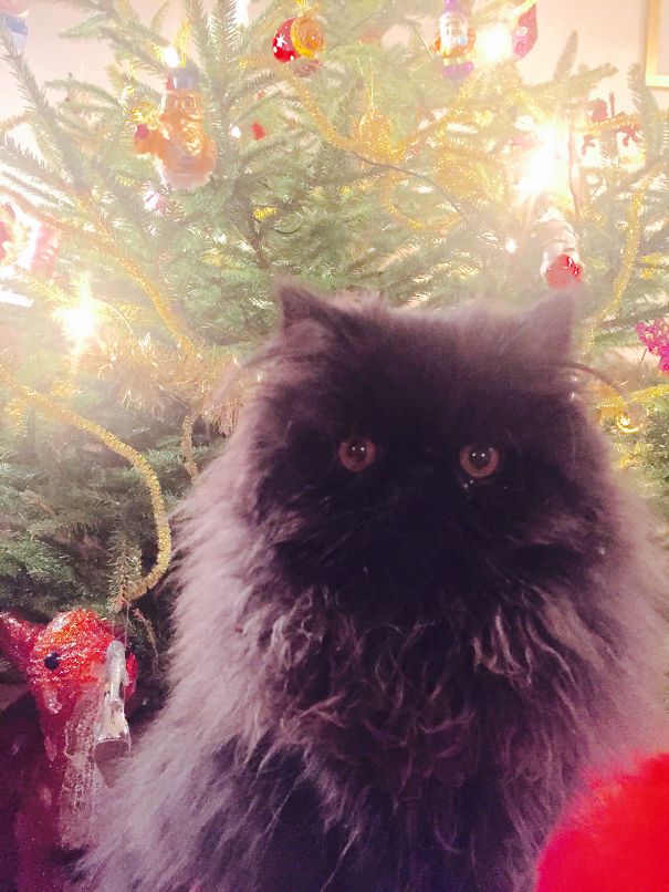 Christmas Tree Manager