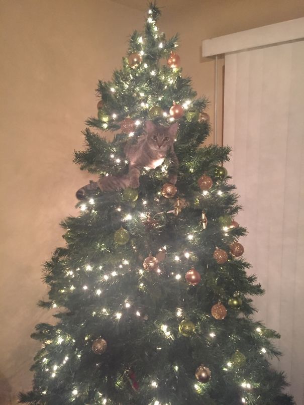 Oh Christmas Tree, Oh Christmas Tree, Your Ornaments Are History...