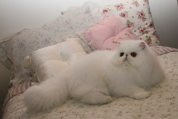 My White Girl Gina Lollobrigitta ❤️