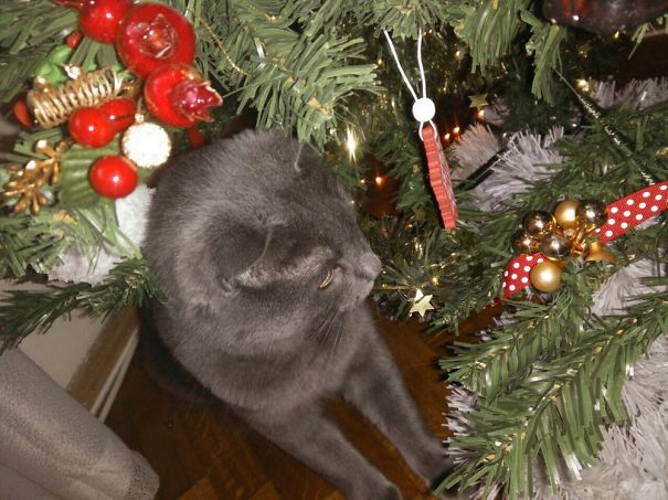 Christmas Tree Rider!