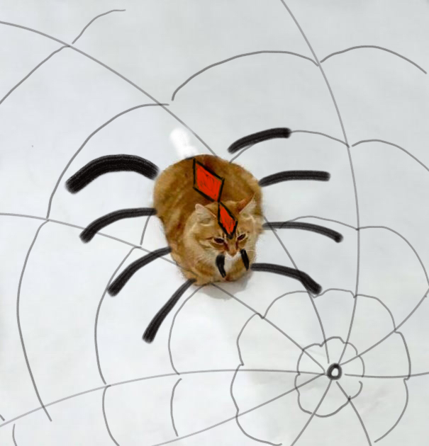 Spider-cat