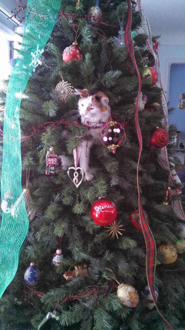 Corey's 1st Christmas.. And Almost Her Last!