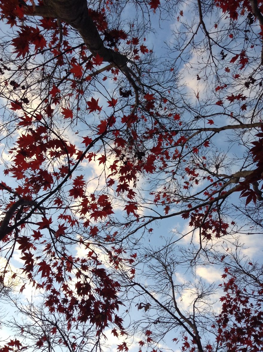 Maple Leaves
