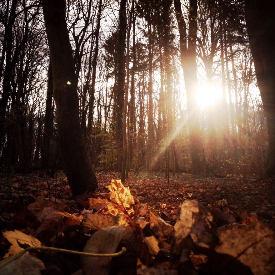 Autumn Berlin Plänterwald