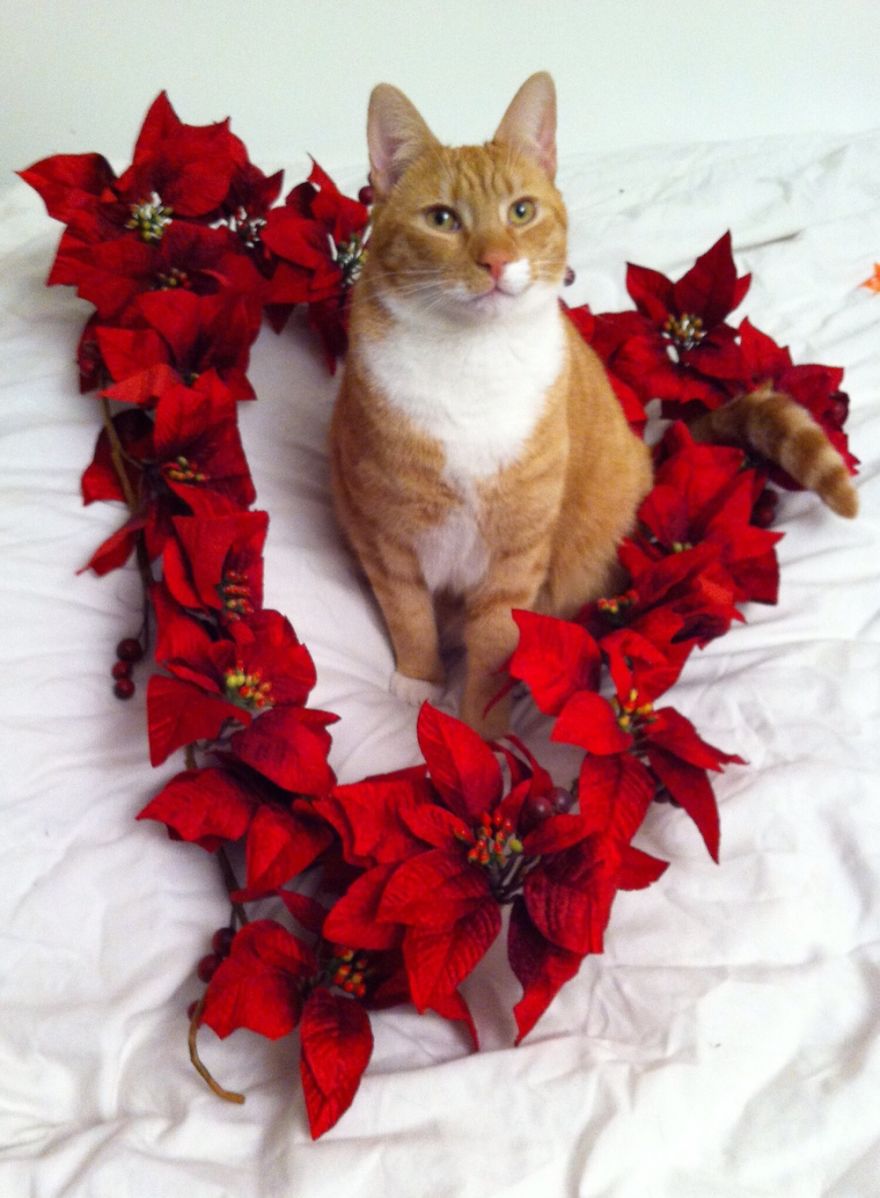 Happy Winter Holiday From Alfio!