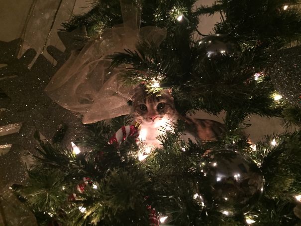 Cat nestled inside a lighted Christmas tree, adding a humorous touch to the festive decor.