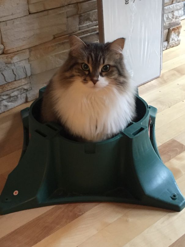 Cat sitting in a Christmas tree stand, humorously resembling a festive tree decoration.