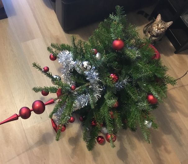 Cat beside a toppled Christmas tree, decorated with red and silver ornaments.
