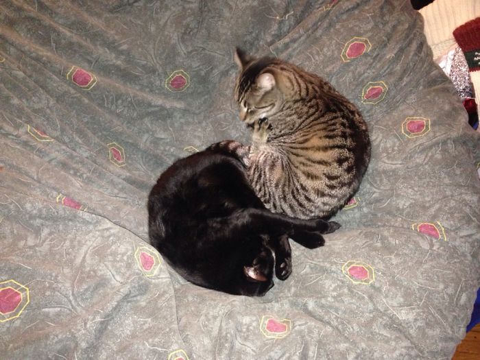 Kitties May Have A Special Bond