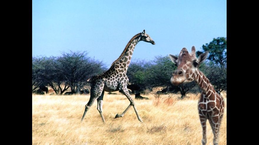 Making Friends Of His Own Kind