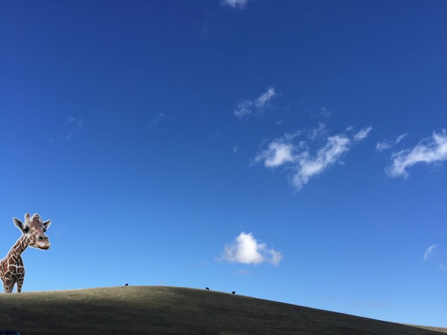 My First Attempt. Giraffe Exploring Palo Alto Hills.