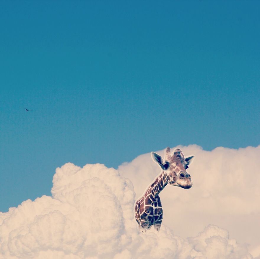 In The Clouds Part Ii