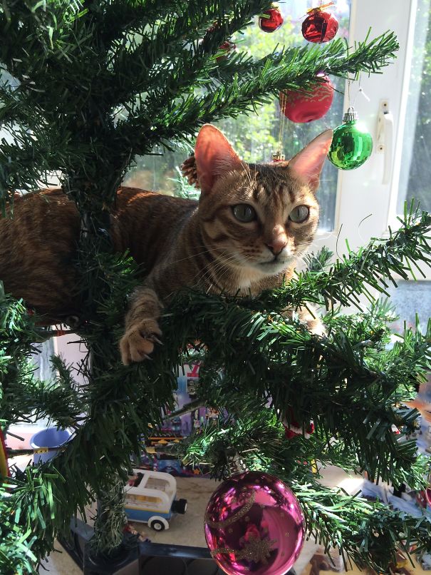 Purrrfect Place To Laze In The Sun