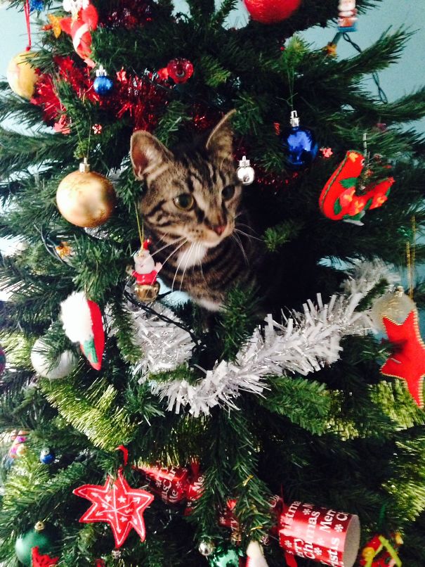 Sprout Is Enjoying The View