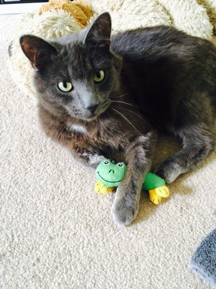 Zeus Featuring Mr. Frog
