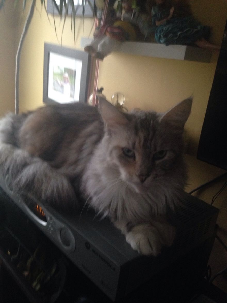 Sassy Cat Woke Up From Her Beauty Sleep