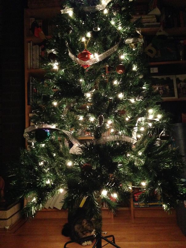 On The First Day Of Christmas, Kitty Looked Innocent After Pulling Down The Silver Bells...