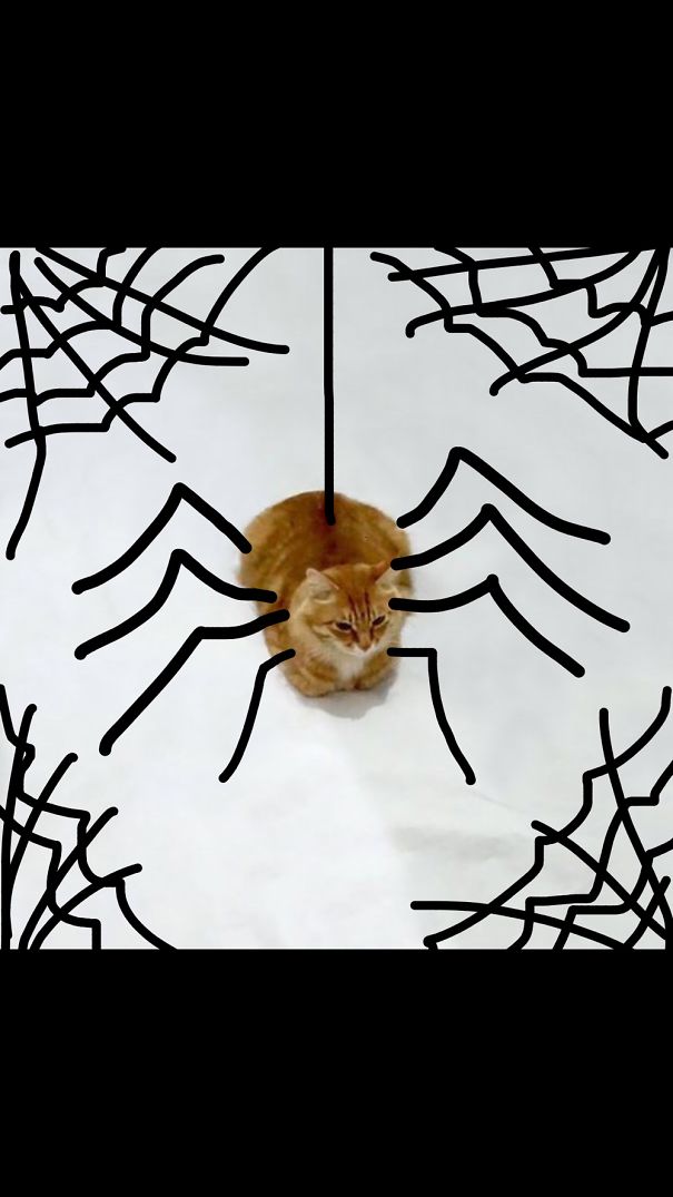 Spider Cat!!