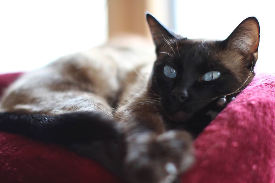 Posing Like A Cat-model