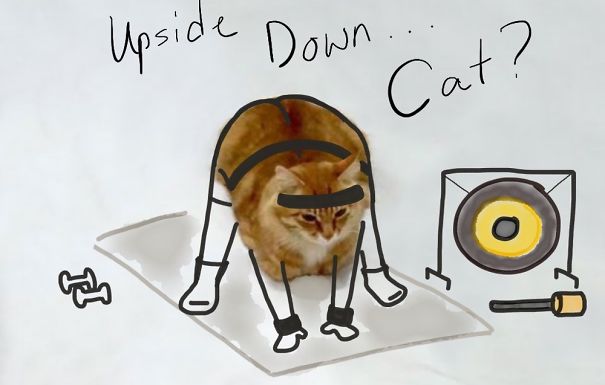 Upside Down Cat