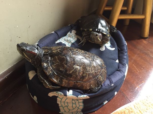 Turtle Sofa
