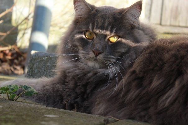 Our Gentle Giant "morten" ❤️