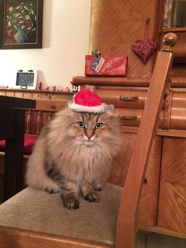 Xmas Fluffy