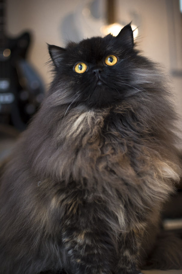 Bella Fitzgerald @bella_and_billie