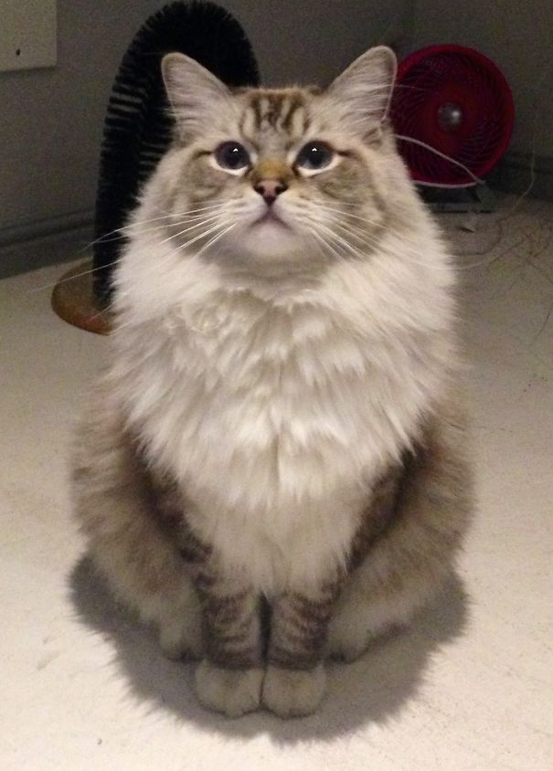 Sherlock The Fluffy Floppy Cat