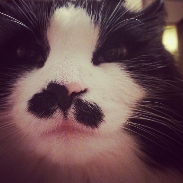 My Fluffy Girl Gretchen Rebecca. She's A Tuxedo, Norwegian Forest Cat And 8 Years Young.