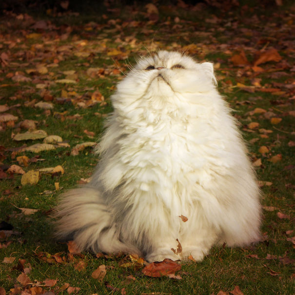 Her Royal Fluffiness Cindy