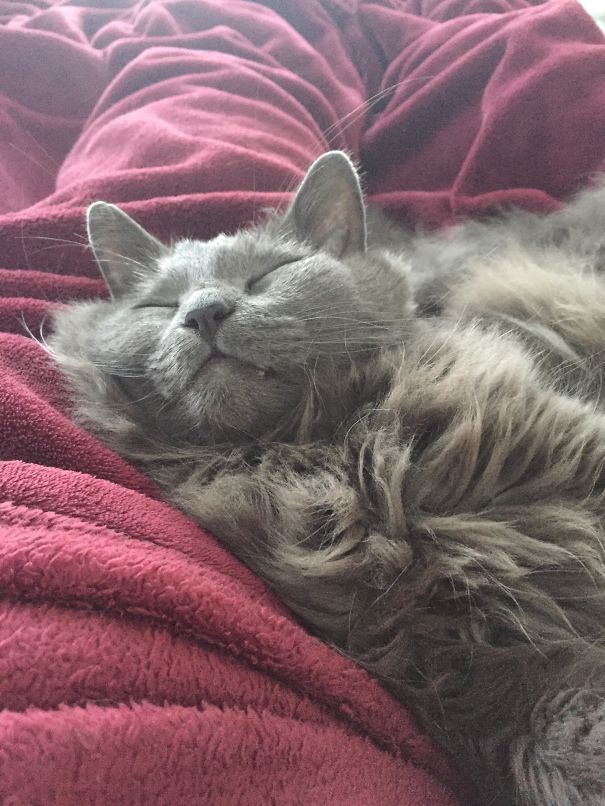 This Is My Fluff. His Name Is Ull. It Means Wool In Swedish.