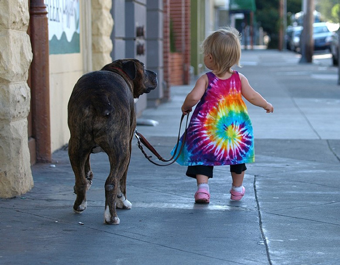 Little Girl Walking Her Big Dog
