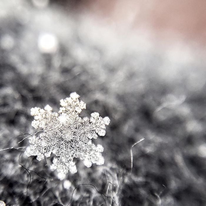 Magic Of Snow: I Try To Capture A Perfect Snowflake Magic Of Snow: I Try To Capture A Perfect Snowflake