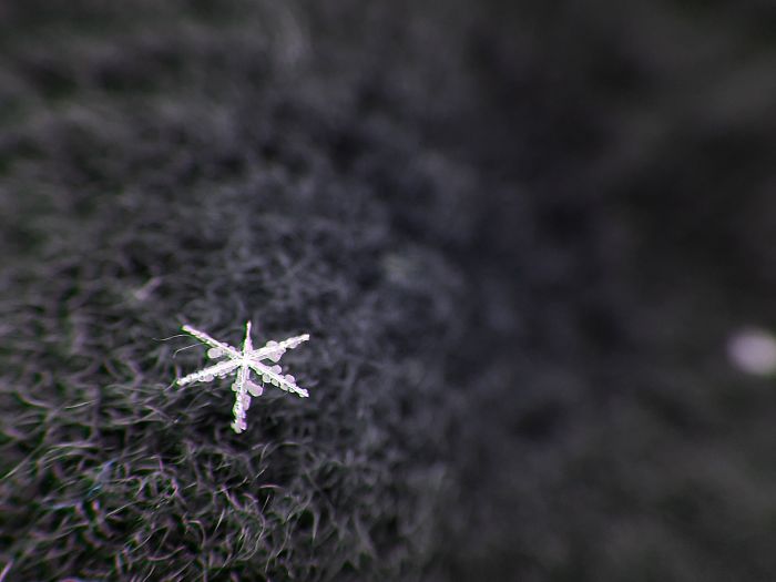Magic Of Snow: I Try To Capture A Perfect Snowflake Magic Of Snow: I Try To Capture A Perfect Snowflake