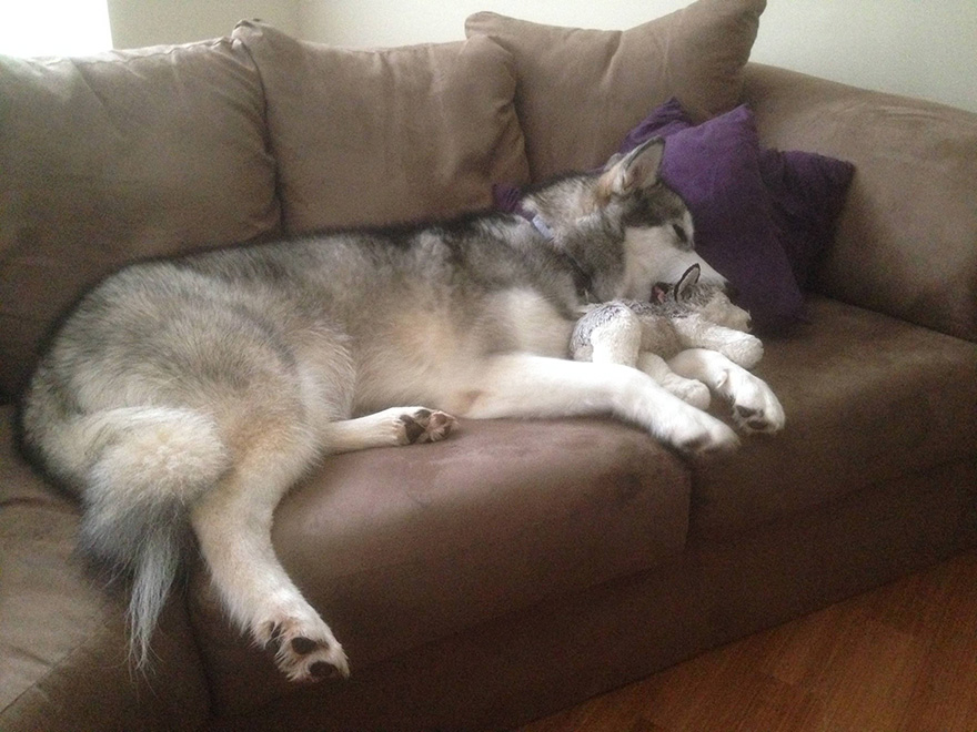 malamute-luca-dog-toy-forever-karissa-lerch-2 malamute-luca-dog-toy-forever-karissa-lerch-2