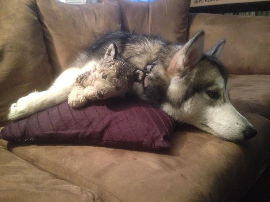 malamute-luca-dog-toy-forever-karissa-lerch-4 malamute-luca-dog-toy-forever-karissa-lerch-4