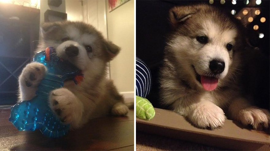 malamute-luca-dog-toy-forever-karissa-lerch-6