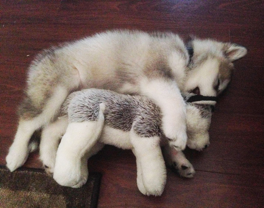 malamute-luca-dog-toy-forever-karissa-lerch-7 malamute-luca-dog-toy-forever-karissa-lerch-7
