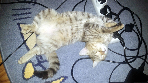 This Is How My Cat Sleeps :)