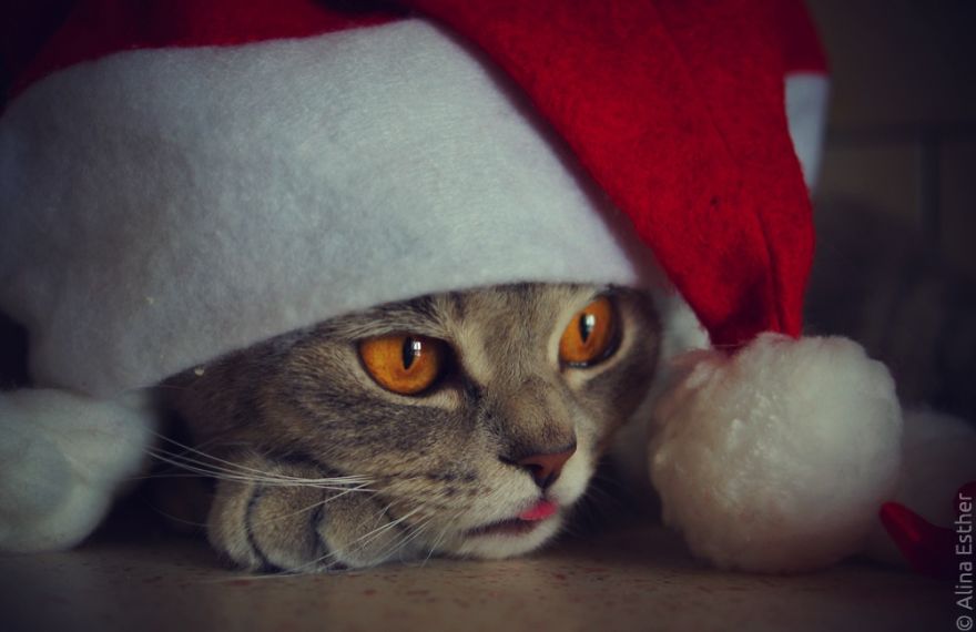 New Year's Greetings From Melissa The Einstein Cat New Year's Greetings From Melissa The Einstein Cat