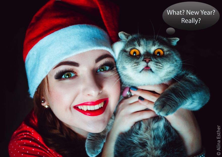 New Year's Greetings From Melissa The Einstein Cat New Year's Greetings From Melissa The Einstein Cat