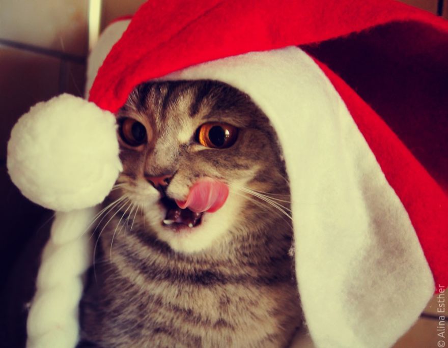 New Year's Greetings From Melissa The Einstein Cat New Year's Greetings From Melissa The Einstein Cat