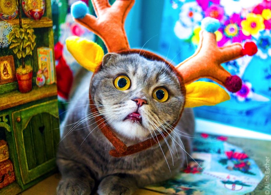 New Year's Greetings From Melissa The Einstein Cat New Year's Greetings From Melissa The Einstein Cat